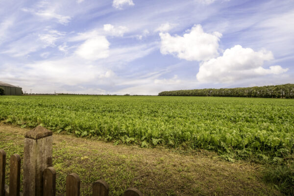 Owmby-By-Spital, Market Rasen, LN8